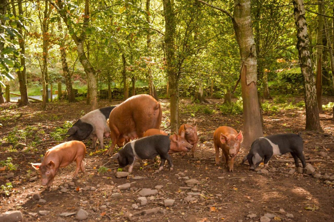 The Steading At Pitmeadow Farm Villa Dunning Dış mekan fotoğraf